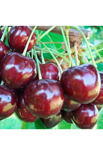 Genel Markalar Regina Kiraz Fidanı