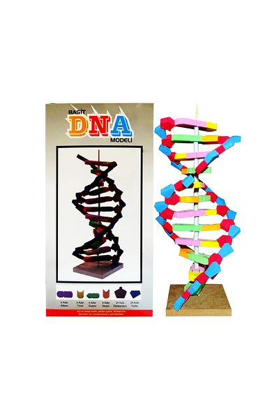 AYMAGNET Eva DNA Model Set 11 Pieces (1 Piece)