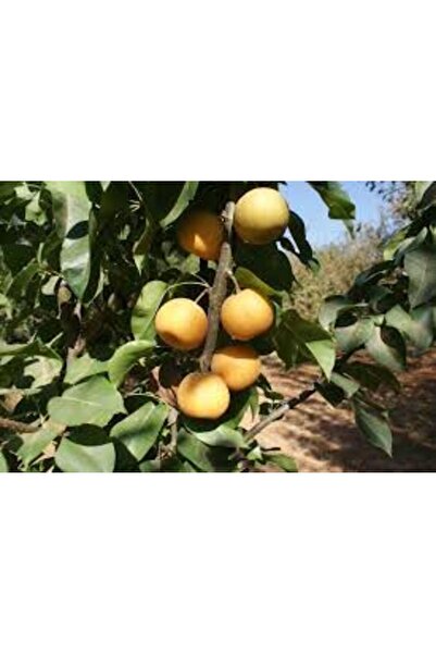 Genel Markalar Tüplü Fidan Japon( Naşi) Armut Fidanı