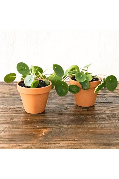 Plant Cafe Bodrum Pilea - Çin Para Bitkisi