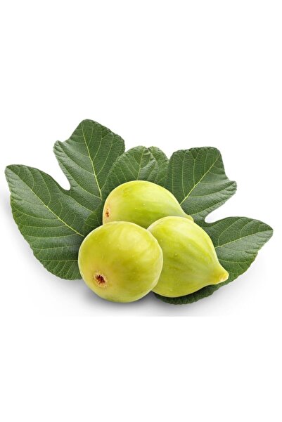 Floramut Tüplü Yediveren Incir Fidanı