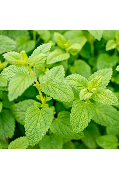 Floramut Limon Aromalı Melisa Oğul Otu Fidesi-2 Adet