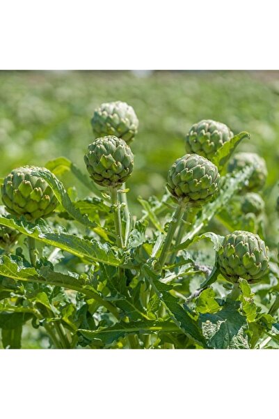 Floramut Dolgun Yapıda Enginar Fidesi-6 Adet