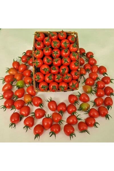 Floramut Ufak Tane Kokteyl Domates Fidesi-5 Adet