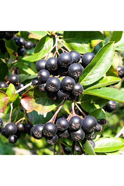 Floramut Tüplü Süper Meyve Amit Aronia Berry Aronya Fidanı
