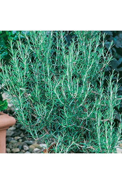 Floramut Rosmarin Blue Winter Yayılıcı Biberiye Fidesi-2 Adet