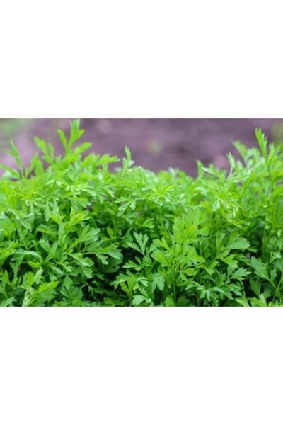 Floramut Naturel Ince Yapraklı Hatay Tere Tohumu-10 Gram