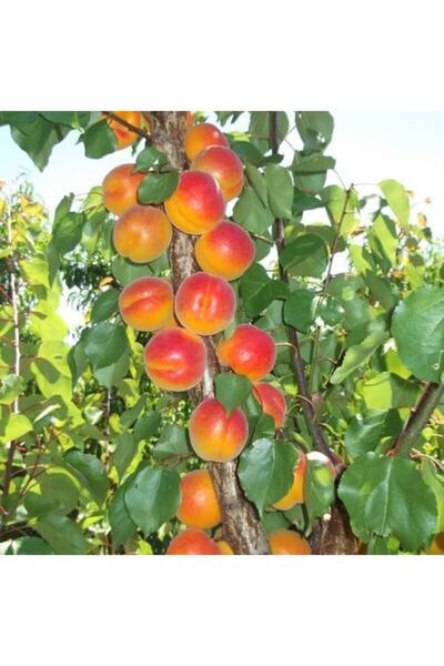 Floramut Tüplü Yarı Bodur Verimli Aldeniz Kayısı Fidanı