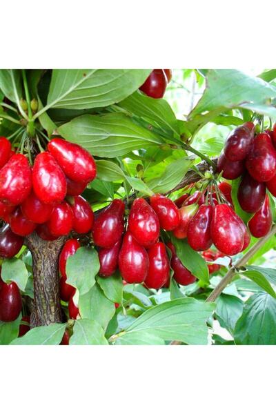 Floramut Tüplü Iri Meyveli Kızılcık Fidanı