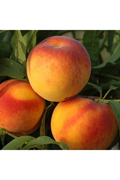 Genel Markalar Tüplü Yarı Bodur Meşhur Çeşit Bursa Yarma Şeftali Fidanı