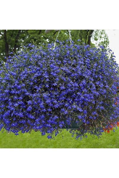 Floramut Mavi Lobelya Çiçeği Tohumu-50 Tohum