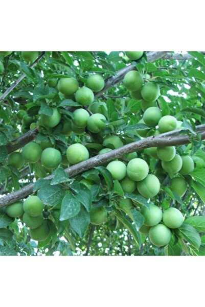 Floramut Tüplü Çıtır Çıtır Papaz Erik Fidanı