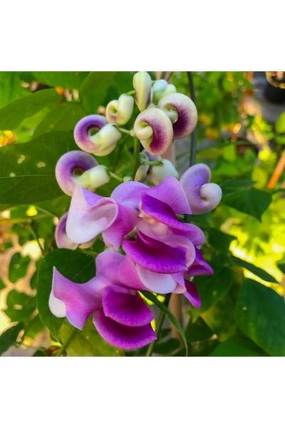 Floramut Selluka Çiçeği Tohumu-3 Tohum- Çimlendirme Broşürlü