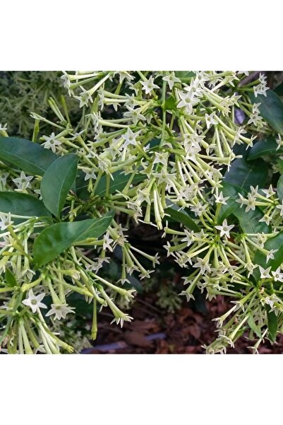 Floramut Melisa Parfüm Kutusu Çiçeği Tohumu-40 Tohum
