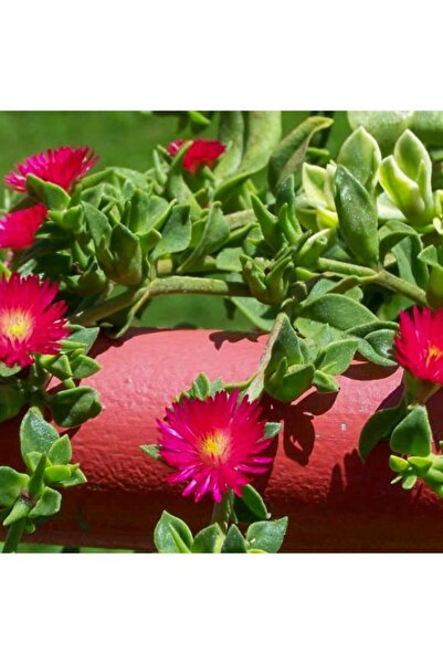 Floramut Buz Çiçeği Tohumu-25 Tohum