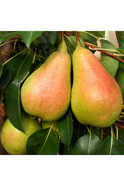 Genel Markalar Tüplü Yarı Bodur Dayanıklı Santa Maria Armut Fidanı