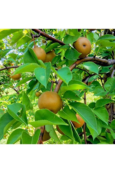Floramut Tüplü Yarı Bodur Kosui Asya Japon Armut Fidanı
