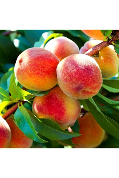 Floramut Tüplü Yarı Bodur Çok Verimli Hale Şeftali Fidanı