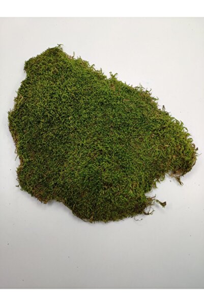 Yosun Doğal Kara U 25x25cm - Terraryum, Minyatür Bahçe Ve Aranjmanlar Kara U