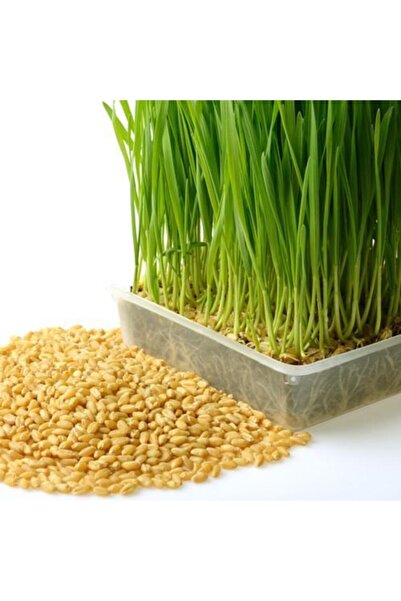 Ekodoğa Buğday Tohumu Çimi Tohumu Kedi Çimi Ilaçsız Buğday Doğal Buğday Tohumu Kedi Çimi Tohumu  3 Kg