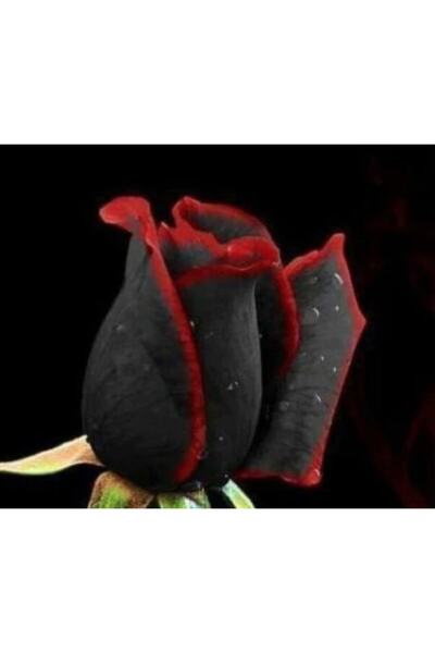 Tohum Dünyam 5 Adet Siyah Kırmızı Kenarlı Gül Tohumu