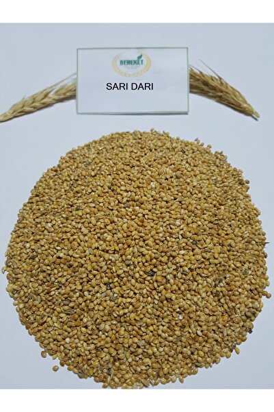 Bereketlimama Sarı Darı- Kuş Yemi-1 Kilogram