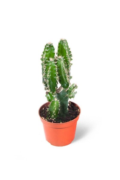 MB GREEN LEAF BOTANIC BAHÇE KÜLTÜRLERİ Cereus Peruvianus Florida Sütun Radyasyon Emici Kaktüs 5,5 Cm Saksıda