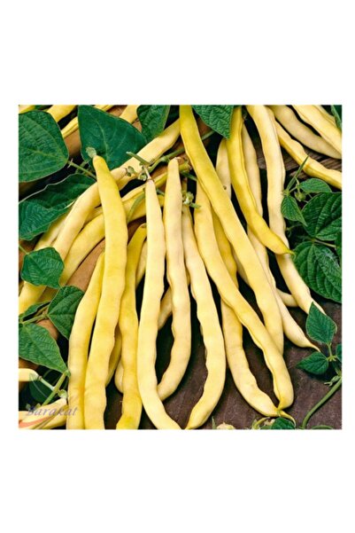 Barakat Turşuluk Fasulye Tohumu 75 Adet