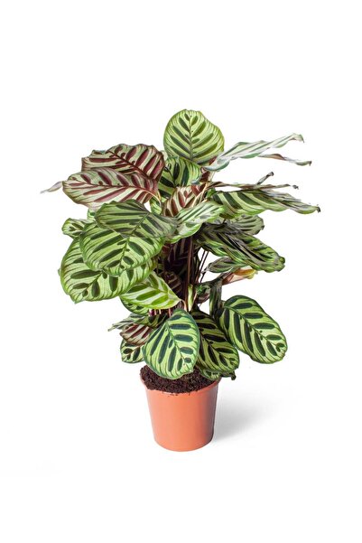 Genel Markalar İthal Yeşil Bitki Calathea Makoyana Dua Çiçeği 17cm