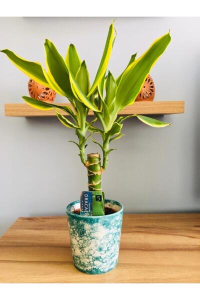 SUKULENTİSTANBUL Dracaena Golden Coast - Üretim Saksılı 35-40 Cm