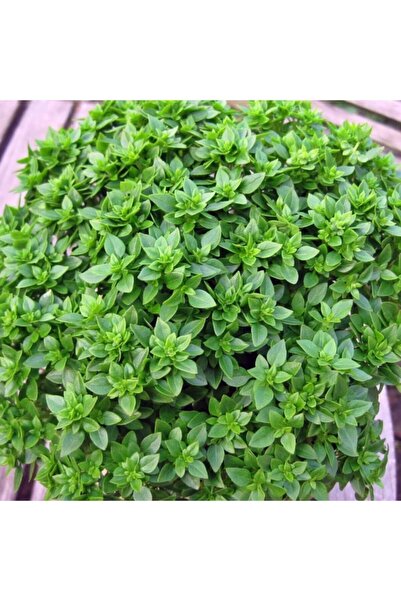 Bilgarden Geleneksel Anadolu Fesleğen(reyhan) Fidesi 5 Adet Fide