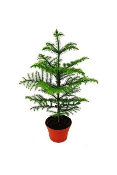 Berceste Peyzaj tasarım Salon Çamı Arokarya Araucaria 40cm