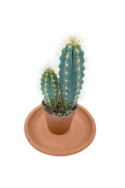 NADİR KAKTÜS Pilosocereus Azureus Sütun Kaktüs