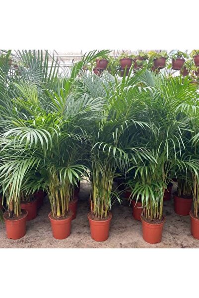 körfezgardens Areka Palmiyesi Ev Ofis Salon Bitkisi 85-95 cm Boy Mukemmel Form