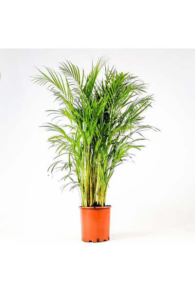 körfezgardens Areka Palmiyesi, Ev Salon Ofis Palmiyesi 75-80 cm Saksı Hariç Boy