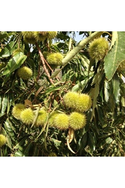 ASES Tüplü Hacı Ömer Aşılı Kestane Fidanı 2 Yaş 90-110 Cm Boy