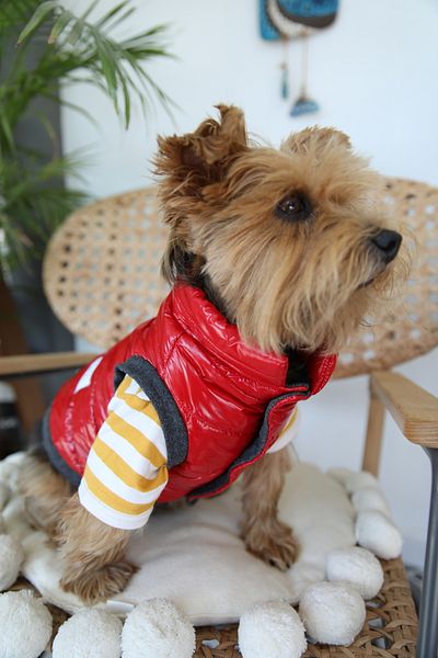Oli and Lui Red waterproof dog coat