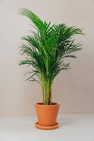 körfezgardens Areka Palmiyesi Ev Ofis Salon Bitkisi 85-95 cm Boy Mukemmel Form