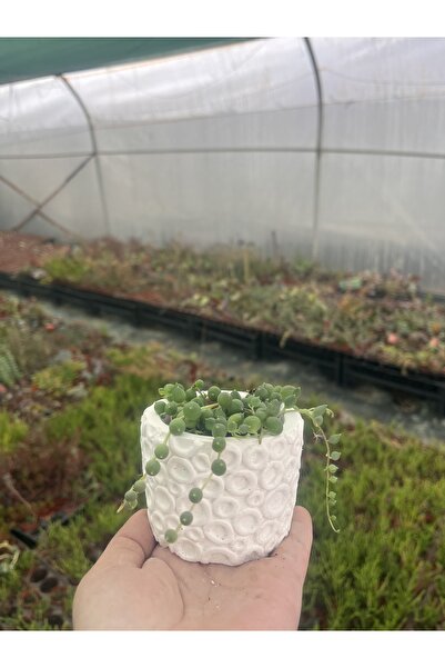 FİDEİSTE Baloncuk motifli saksıda tesbih çiceği