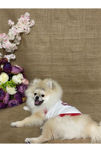 MARİA PET FASHİON Dog & Cat Outfit & Dress & Athlete & T-Shirt