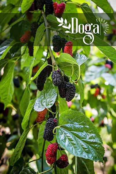 DOĞA FİDANCILIK Aşılı Yediveren Siyah ( Kara ) Dut Fidanı 3 Yaş