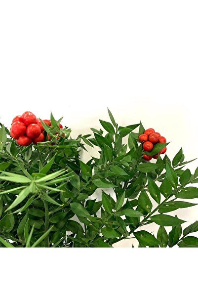 EVDEKOR Yılbaşı Çiçeği Canlı Kokina Çiçeği 1 Demet 6 Dal