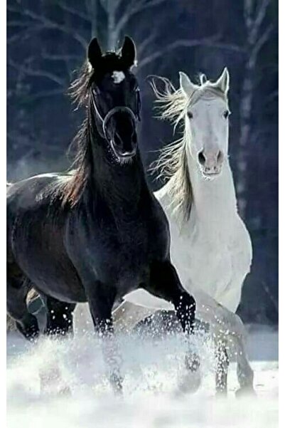 LUXURY CANVAS ATLARLA DANS LÜKS KANVAS TABLO