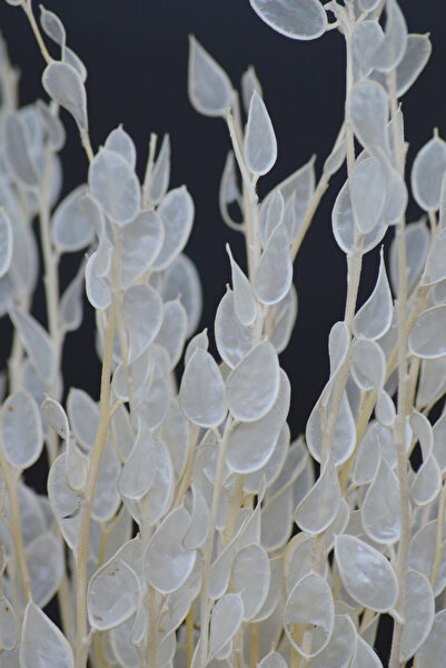 Dekora Çiçek Şoklanmış Sedef Çiçeği - 10 Dal