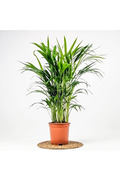 körfezgardens Areka Palmiyesi Ev Ofis Salon Bitkisi 90-100 cm Boy Saksı Dahil