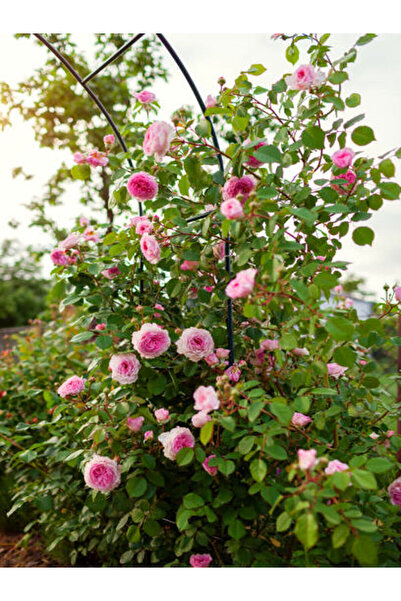 serada decor & plant Videolu Pembe Ponpon Sarmaşık Gül Fidanı 1 Adet (80-120C...