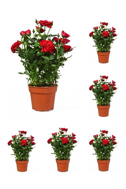 serada decor & plant Videolu Kadife Kırmızı Gül Fidanı Yediveren Kokulu 6 Ade...
