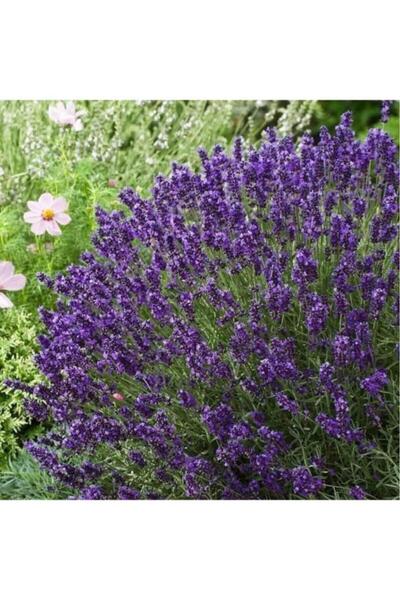 Lavender Seedling in Pot 2 Years Old