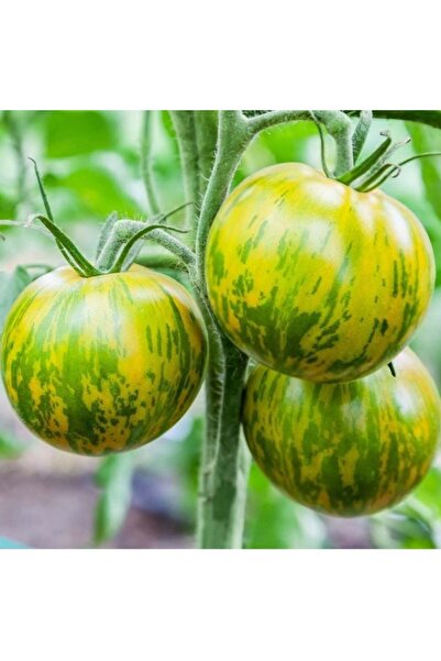 E-fidancim Nadir Çizgili Green Zebra Domates Tohumu (15 tohum)