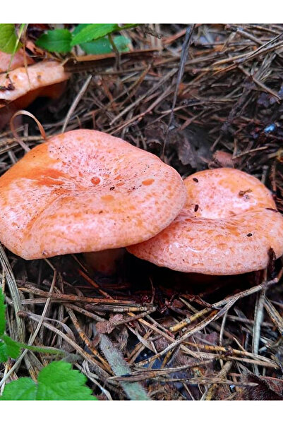 AMAZON TOHUM Kanlıca Mantarı Çintar Çam Melki Mantarı Tohumu 1Kg